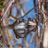 Buy canvas prints of Beautiful pair of frogs with their perfect reflections by mary spiteri