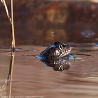 Buy canvas prints of Portrait of a frog with its head peaking above the water, by mary spiteri