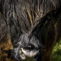 Buy canvas prints of Highland cow - Black and Tan by Don Nealon