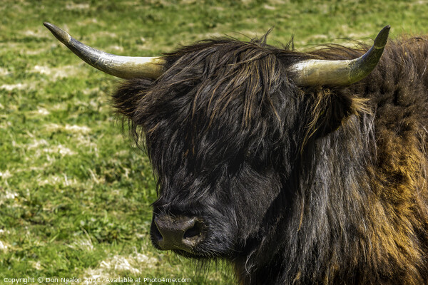 Highland cow - Black and Tan Picture Board by Don Nealon