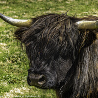Buy canvas prints of Highland cow - Black and Tan by Don Nealon