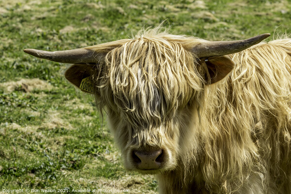 Highland cow - Blondie Picture Board by Don Nealon