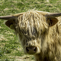 Buy canvas prints of Highland cow - Blondie by Don Nealon