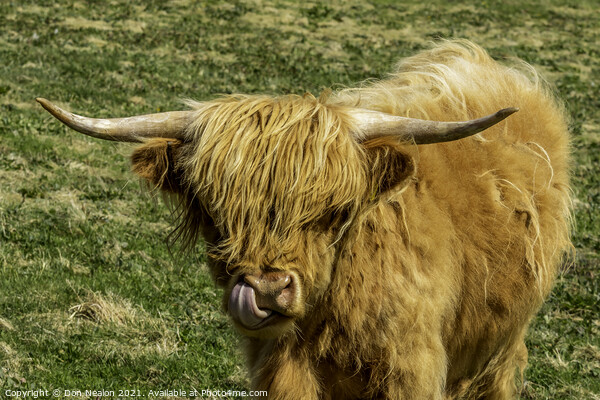 Highland cow - lick it Picture Board by Don Nealon