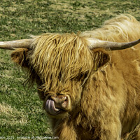 Buy canvas prints of Highland cow - lick it by Don Nealon
