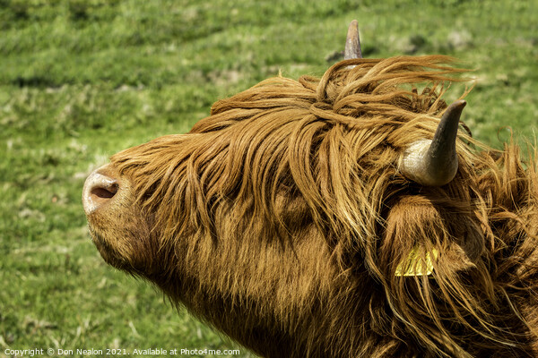 Highland cow - Heads up Picture Board by Don Nealon