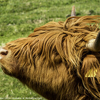 Buy canvas prints of Highland cow - Heads up by Don Nealon
