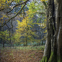 Buy canvas prints of Golden Glow in Haddo House Woodland by Don Nealon