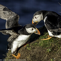 Buy canvas prints of Joyful Puffin Returns Home by Don Nealon