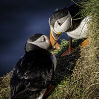 Buy canvas prints of Lovebirds of the North Sea by Don Nealon