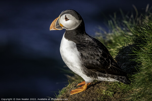 Lonely Puffin Awaits Picture Board by Don Nealon