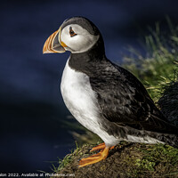 Buy canvas prints of Lonely Puffin Awaits by Don Nealon
