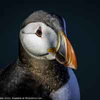 Buy canvas prints of Majestic Atlantic Puffin by Don Nealon