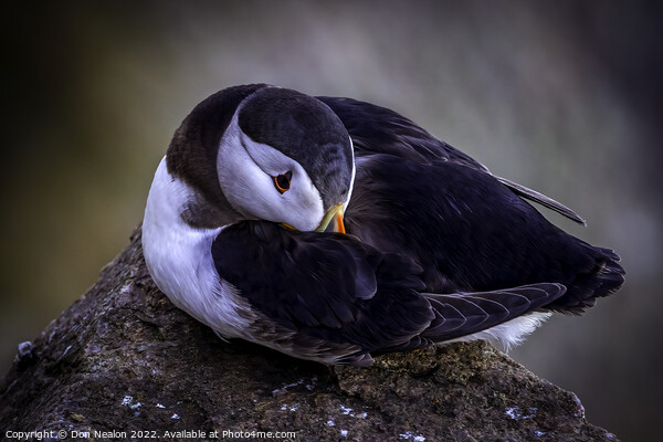 Serenity of a North Atlantic Puffin Picture Board by Don Nealon
