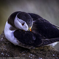 Buy canvas prints of Serenity of a North Atlantic Puffin by Don Nealon
