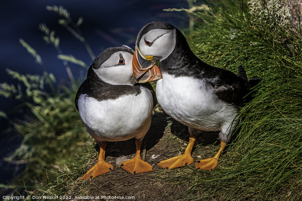 A word in your ear Puffin Duo. Picture Board by Don Nealon