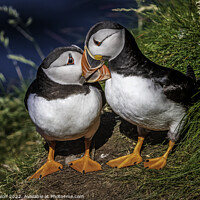 Buy canvas prints of A word in your ear Puffin Duo. by Don Nealon