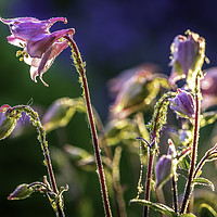 Buy canvas prints of Radiant Pink Aquilegia by Don Nealon
