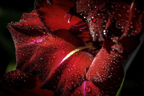 Radiant Red Gladioli after the Rain Picture Board by Don Nealon