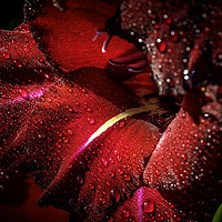 Buy canvas prints of Radiant Red Gladioli after the Rain by Don Nealon