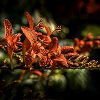 Buy canvas prints of Red Crocosmia by Don Nealon