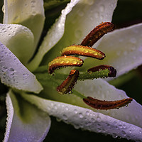 Buy canvas prints of Rainkissed White Lily by Don Nealon