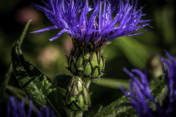 Radiant Blue Cornflower Picture Board by Don Nealon