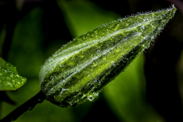 Glistening Dewdrops on a Clematis Bud Picture Board by Don Nealon