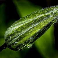 Buy canvas prints of Glistening Dewdrops on a Clematis Bud by Don Nealon