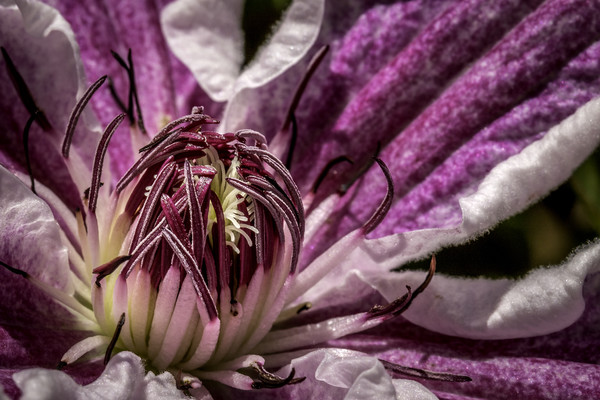 Enchanting Clematis Blossom Picture Board by Don Nealon