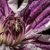 Buy canvas prints of Enchanting Clematis Blossom by Don Nealon