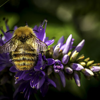 Buy canvas prints of Busy Bee by Don Nealon