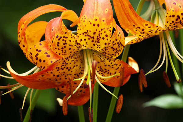 Fiery Tiger Lily Picture Board by Don Nealon