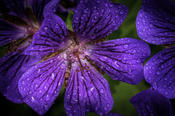 Majestic Purple Geranium Picture Board by Don Nealon