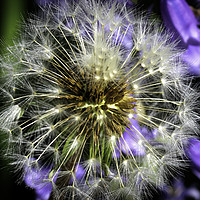 Buy canvas prints of Dance of the Dandelion by Don Nealon