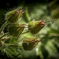Buy canvas prints of Delicate Geranium Seed Head by Don Nealon