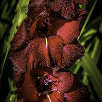 Buy canvas prints of Majestic Sword Lilies by Don Nealon