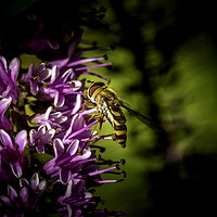 Buy canvas prints of Hoverfly by Don Nealon