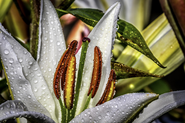 White Lily Picture Board by Don Nealon