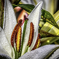 Buy canvas prints of White Lily by Don Nealon