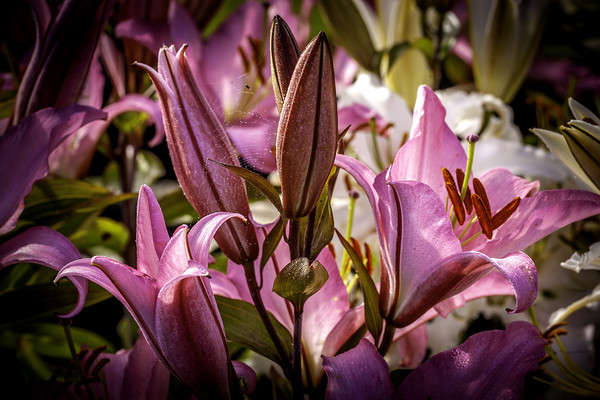 Enchanting Pink Lily Picture Board by Don Nealon