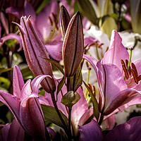 Buy canvas prints of Enchanting Pink Lily by Don Nealon