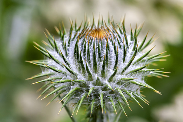 Majestic Cotton Thistle Picture Board by Don Nealon