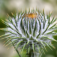 Buy canvas prints of Majestic Cotton Thistle by Don Nealon