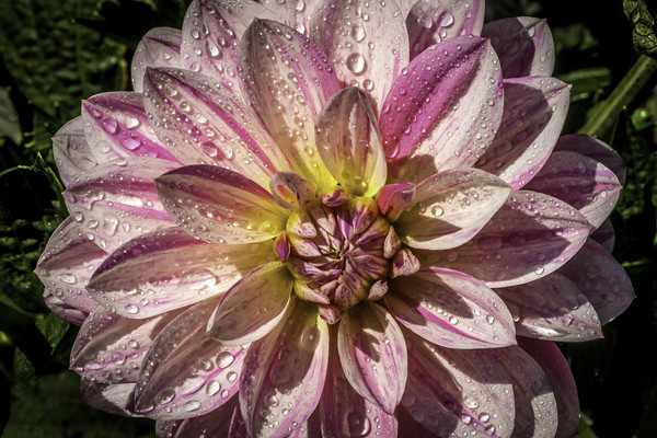Pink and white Dahlia Picture Board by Don Nealon