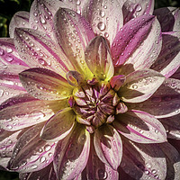 Buy canvas prints of Pink and white Dahlia by Don Nealon
