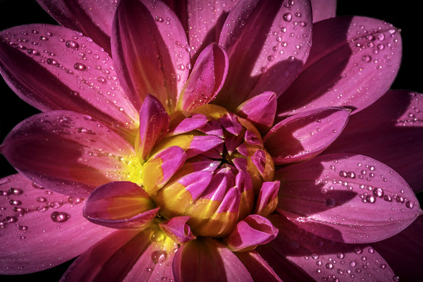 Radiant Pink Dahlia Picture Board by Don Nealon