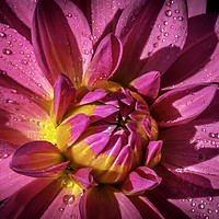 Buy canvas prints of Radiant Pink Dahlia by Don Nealon