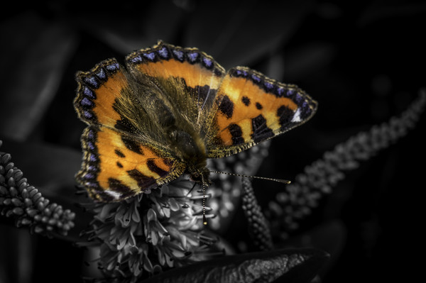 Majestic Small Tortoiseshell Butterfly Picture Board by Don Nealon