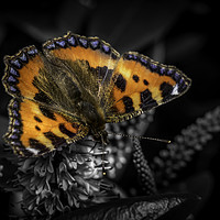 Buy canvas prints of Majestic Small Tortoiseshell Butterfly by Don Nealon